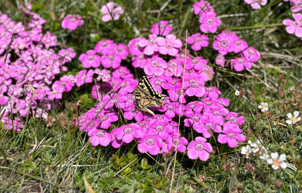 Bergprimeln auf der Rax mit einem seltenen Schwalbenschwanz darauf.