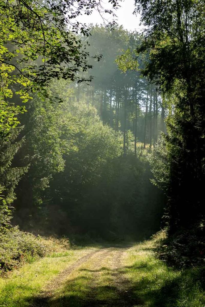 Funks Brünnele Weg Waldweg