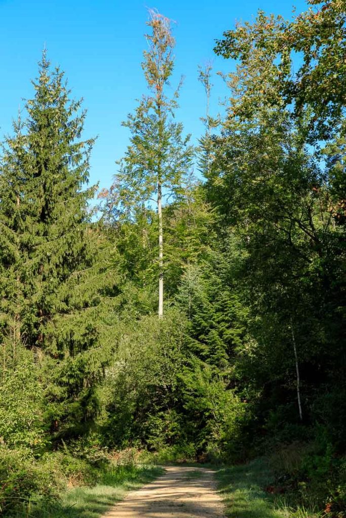 Funks Brünnele Weg - Waldweg auf dem Wegzum Parkplatz