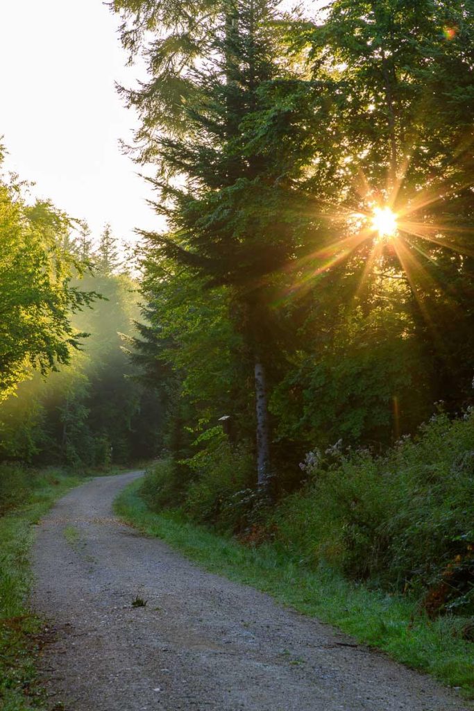 Funks Brünnele Weg - Sonnenstrahlen zwischen Bäumen