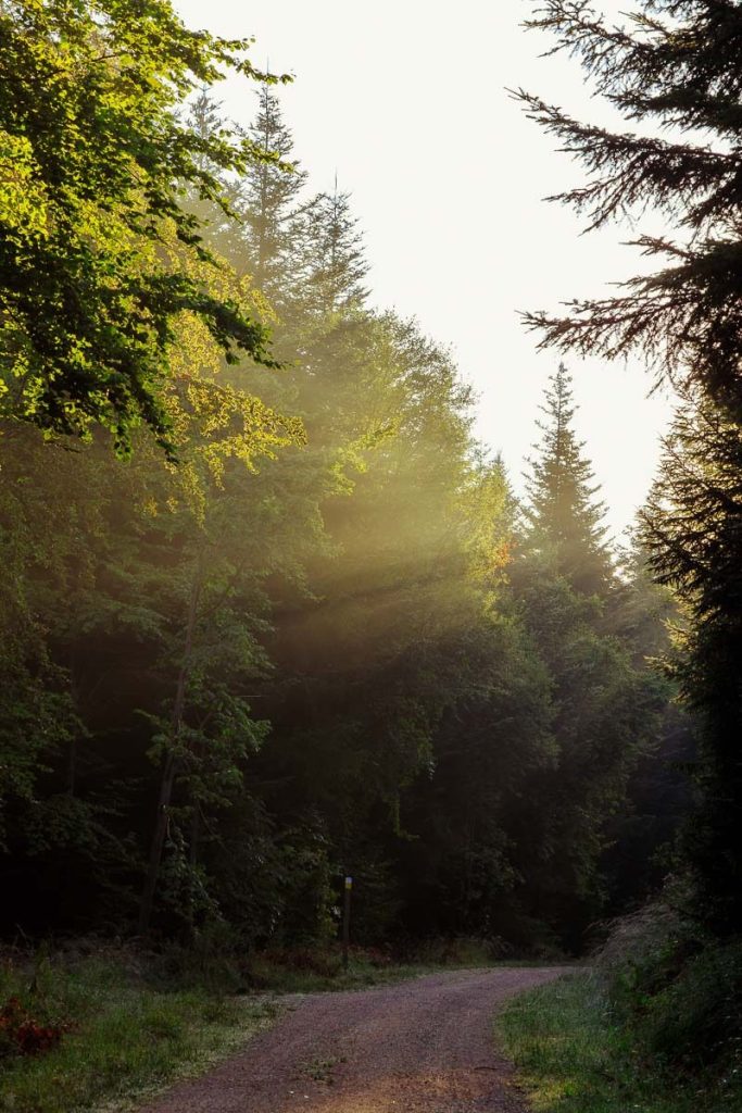 Funks Brünnele Weg - Sonnenstrahlen fallen auf Bäume