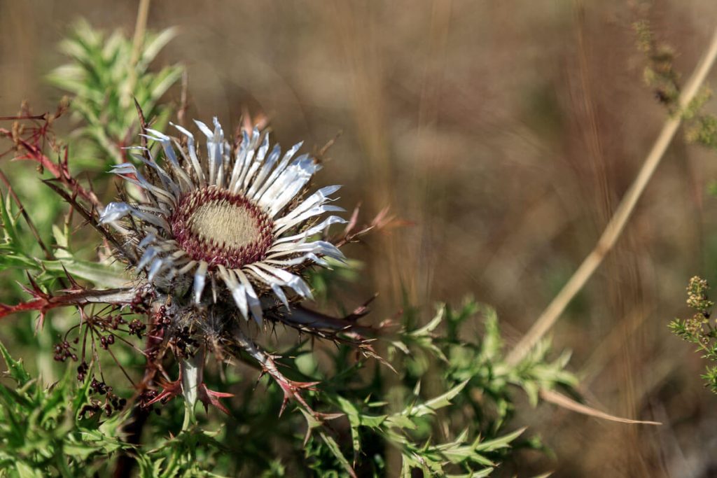 Silberdistel am Goldberg