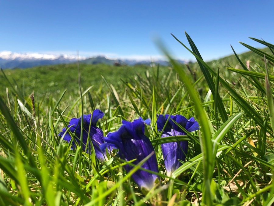 Naturschutz lässt den Enzian wieder blühen