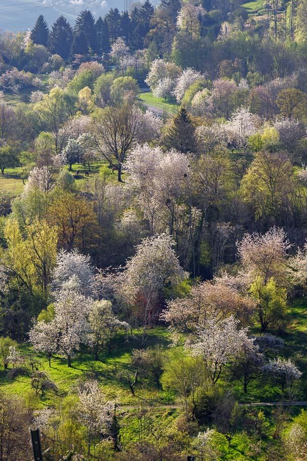 Streuobstwiesen in Weinstadt mit blühenden Obstbäumenim Frühling