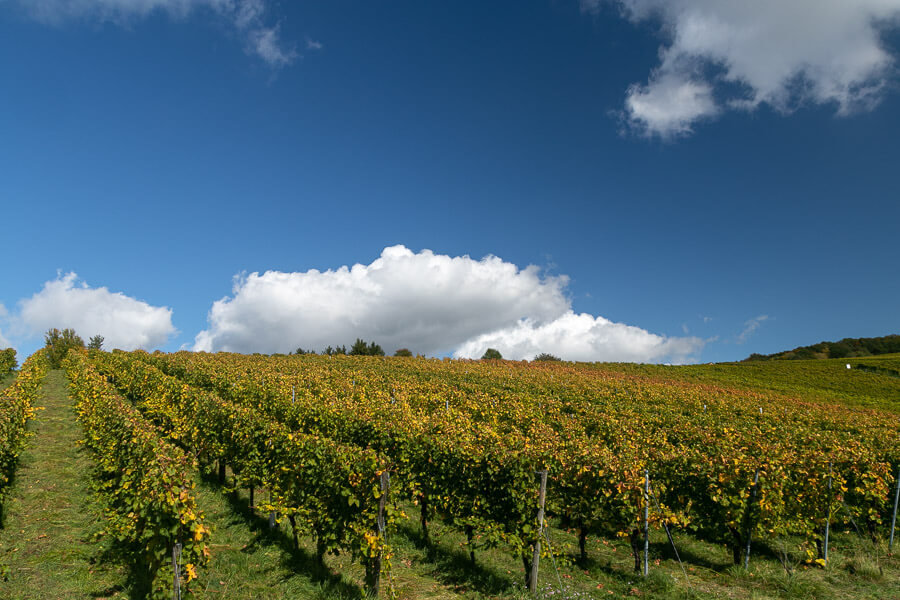 Weinberge im Herbst mit gelb verfärbten Blättern der Weinreben und blauen Himmel