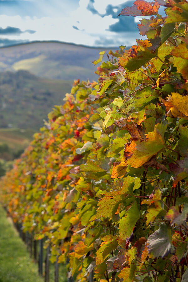 Weinberge im Herbst mit gelben Weinlaub