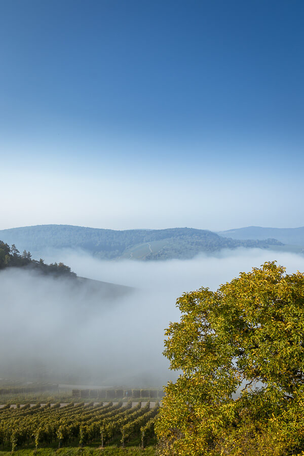 Weinstadt Weinberge im Herbst mit Nebel