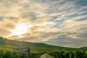 Sonnenaufgang über den Weinbergen von Weinstadt mit einem Wengerthäuschen