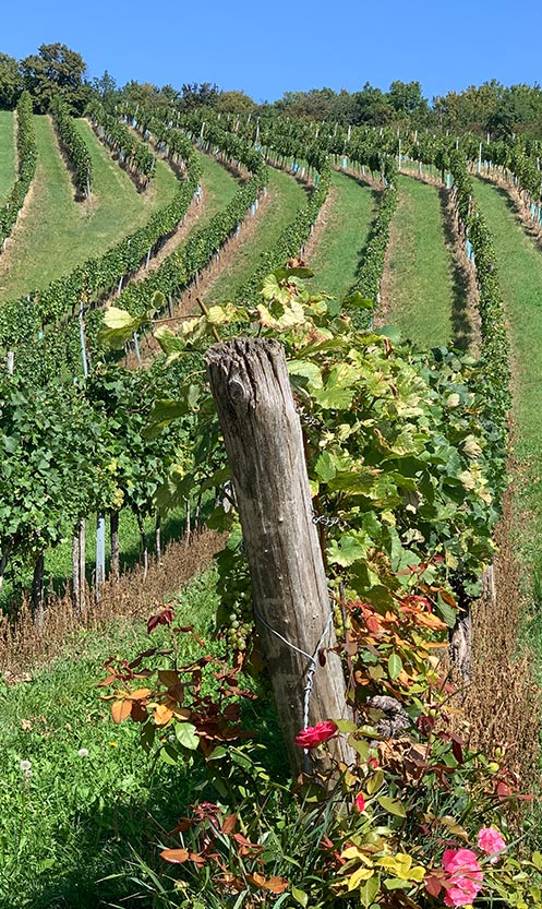 Rosen vor Weinreben gepflanzt